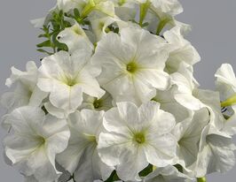 Петуния мультифлора Мамбо F1 белая купить