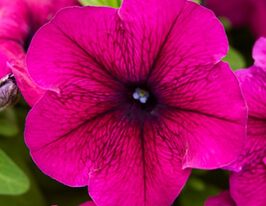 Петуния мультифлора Мамбо F1 бургунди купить