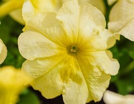 Петунія мультифлора Мамбо F1  лимонно-жовтакупити