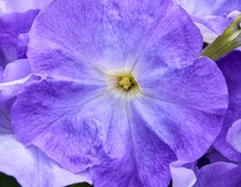 Петуния мультифлора Мамбо F1 небесно-синяя купить