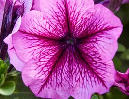 Петуния мультифлора Мамбо F1 орхид с прожилками купить