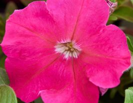 Петуния мультифлора Мамбо F1 розовая купить