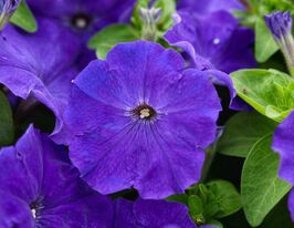 Петуния мультифлора Мамбо F1 средне-синяя купить