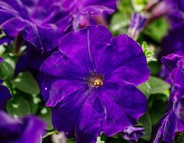 Петуния мультифлора Мамбо F1 синяя купить