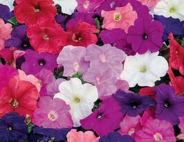 Петуния мультифлора Мамбо F1 смесь купить