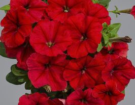 Петуния мультифлора Мамбо F1 красная купить
