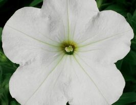 Петуния мультифлора Ура F1 белая купить