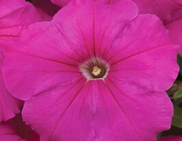 Петуния мультифлора Ура F1 розовая купить