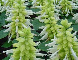 Сальвия блестящая Редди белый купить