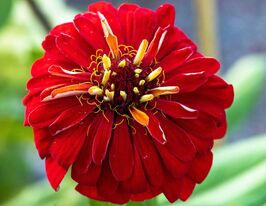 Цинния  элеганс Лилипут Алый Самоцвет купить