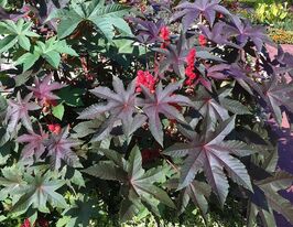 Клещевина бронзолистая Сангвинеус купить