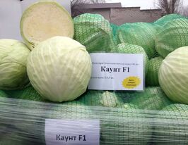 Капуста пізня Каунт F1купити