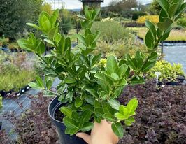 Бруслина японська Грандіфоліускупити