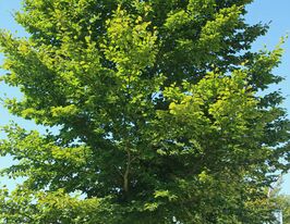 Бук європейськийкупити