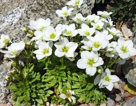 Ломикамінь Білий (Saxifraga arendsii)купити