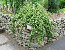 Стефанандра надрізанолиста Кріспакупити