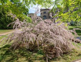 Тамарикс мелкоцветковый купить