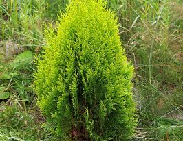 Туя східна Ауреа Нана (Aurea Nana)купити