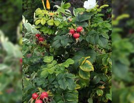 Шипшина зморшкувата Албакупити