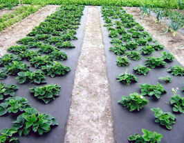 Агроволокно мульчирующее с перфорацией 3 отв. 1,6  купить