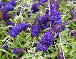 Буддлея Давида Адонис Блю (Adonis Blue) купить