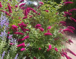 Буддлея Давида Роял Ред (Royal Red) купить