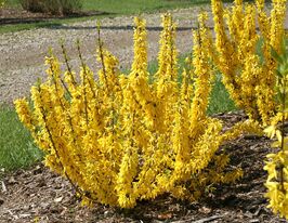 Форзиция Миниголд (Minigold) купить