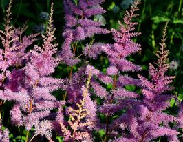 Астільба Аметист (Amethyst)купити