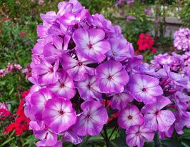 Флокс Пікс Міракл Грейс (Phlox Pixie Miracle Grace)купити