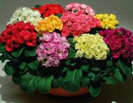 Розсада Примула Махрова суміш кольорівкупити