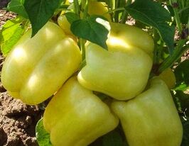 Перец Никита F1 купить