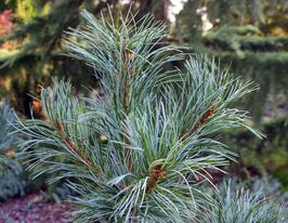 Сосна кедрова корейськакупити