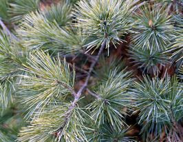 Сосна Веймутовакупити