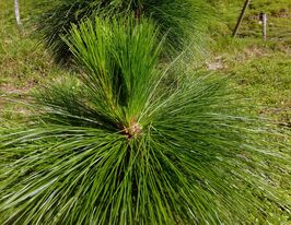 Сосна Кхасийская купить