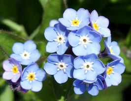 Незабудка лесная синяя купить