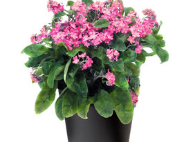 Незабудка лесная розовая купить