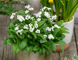 Незабудка лесная белая купить