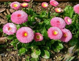 Рассада Маргаритка махровая многолетняя розовая купить