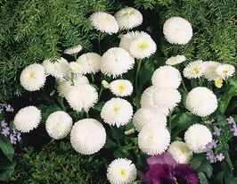 Рассада Маргаритка махровая многолетняя белая купить