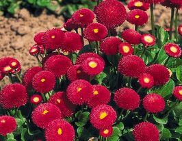 Рассада Маргаритка махровая многолетняя красная купить