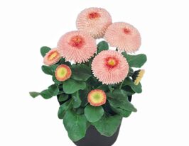 Рассада Маргаритка многолетняя клубнично кремовая купить