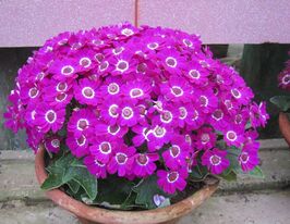 Рассада Перикаллис (Цинерария гибридная) розовой купить