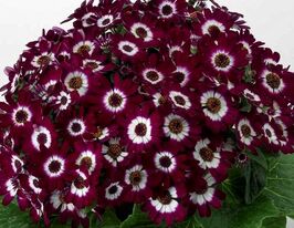 Перикаллис гибридный вишневый с прожилками купить