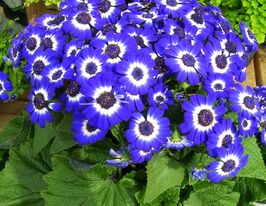 Перикаллис гибридный синий с прожилками купить