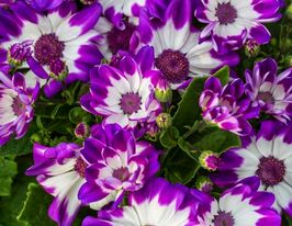 Перикаллис гибридный белый с прожилками купить