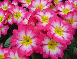 Рассада Примула крупноцветная бургунди флейм купить