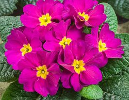 Рассада Примула крупноцветная пурпурная купить