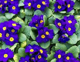 Рассада Примула крупноцветная синяя купить