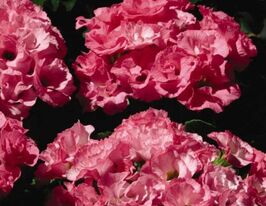 Розсада Примула великоквіткова махрова рожевакупити