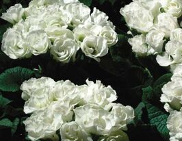 Розсада Примула великоквіткова махрова білакупити